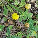 Trifolium aureum Flower