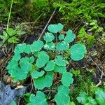 Thalictrum dioicum Hoja