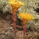 Sedum lanceolatum Plante entière