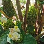 Costus dubius Flower