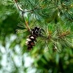 Pinus parviflora Fruit