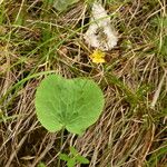 Ranunculus thora Blad