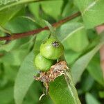 Lonicera nigra Fruto