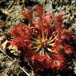 Drosera capillaris পাতা