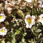 Chaenorhinum origanifolium 花