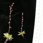 Saxifraga strigosa Buveinė