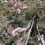 Limonium tuberculatum Hoja