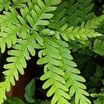 Dryopteris cristata पत्ता