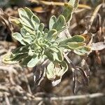 Artemisia thuscula Leaf