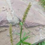 Cenchrus echinatus Flower