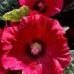 Alcea setosaFlower