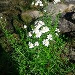 Achillea ptarmicaফুল