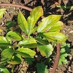 Paeonia lactiflora Hoja