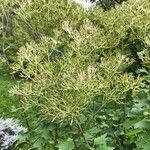Arnoglossum atriplicifolium Фрукт