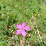 Dianthus carthusianorumBlomst