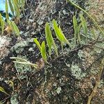 Pyrrosia lanceolata ഇല