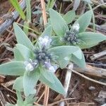 Linaria micrantha Flower