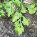 Asplenium ruta-murariaYaprak