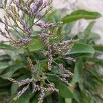 Limonium vulgareЦветок