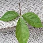 Caryocar microcarpum Hoja