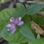 Polygala californica 花