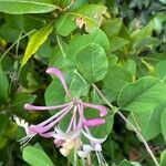 Lonicera etrusca 葉