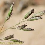 Danthonia decumbens Egyéb