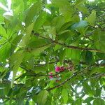 Syzygium malaccense Blüte