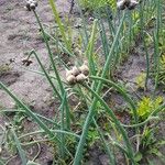 Allium canadense Fruit