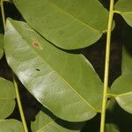 Vatairea erythrocarpa Leaf