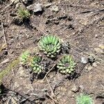 Orostachys spinosa Hoja
