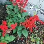 Salvia splendensফুল