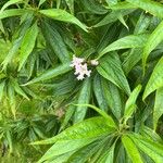 × Chitalpa tashkentensis Flower