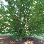 Fagus grandifolia Habit