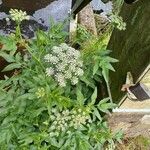 Sium latifolium Flower