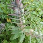 Nonea vesicaria Hoja