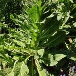 Verbascum speciosum Folha