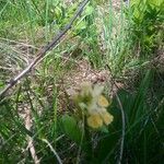 Dactylorhiza sambucinaFlor