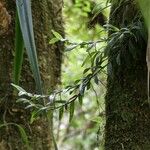 Angraecum ramosum Habitus