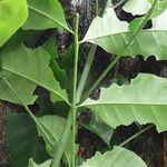 Trichilia prieuriana Feuille