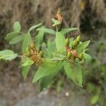 Hypericum hircinum Ffrwyth