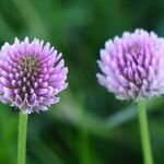 Trifolium montanum Blüte