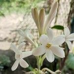 Polianthes tuberosa Fleur
