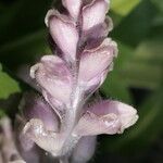 Lathraea squamaria Flower