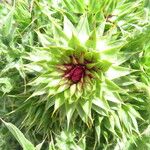 Carduus nutans Lorea