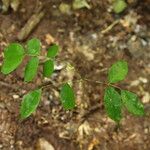 Afzelia bipindensis Folha
