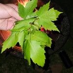 Acer rubrum Leaf