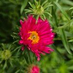 Symphyotrichum novae-angliae Flower