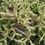 Rhipsalis cereuscula Hoja