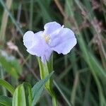 Mimulus ringens Blüte